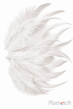 Gallo - 8-12 cm - bianco